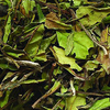 Bio Weißer Tee China Pai Mu Tan